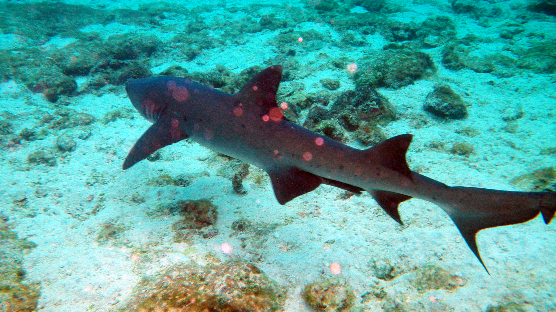 wp-content/uploads/itineraries/Galapagos/032410galapagos_jamescove_underwater_shark (5).JPG